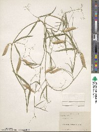 Lathyrus annuus image