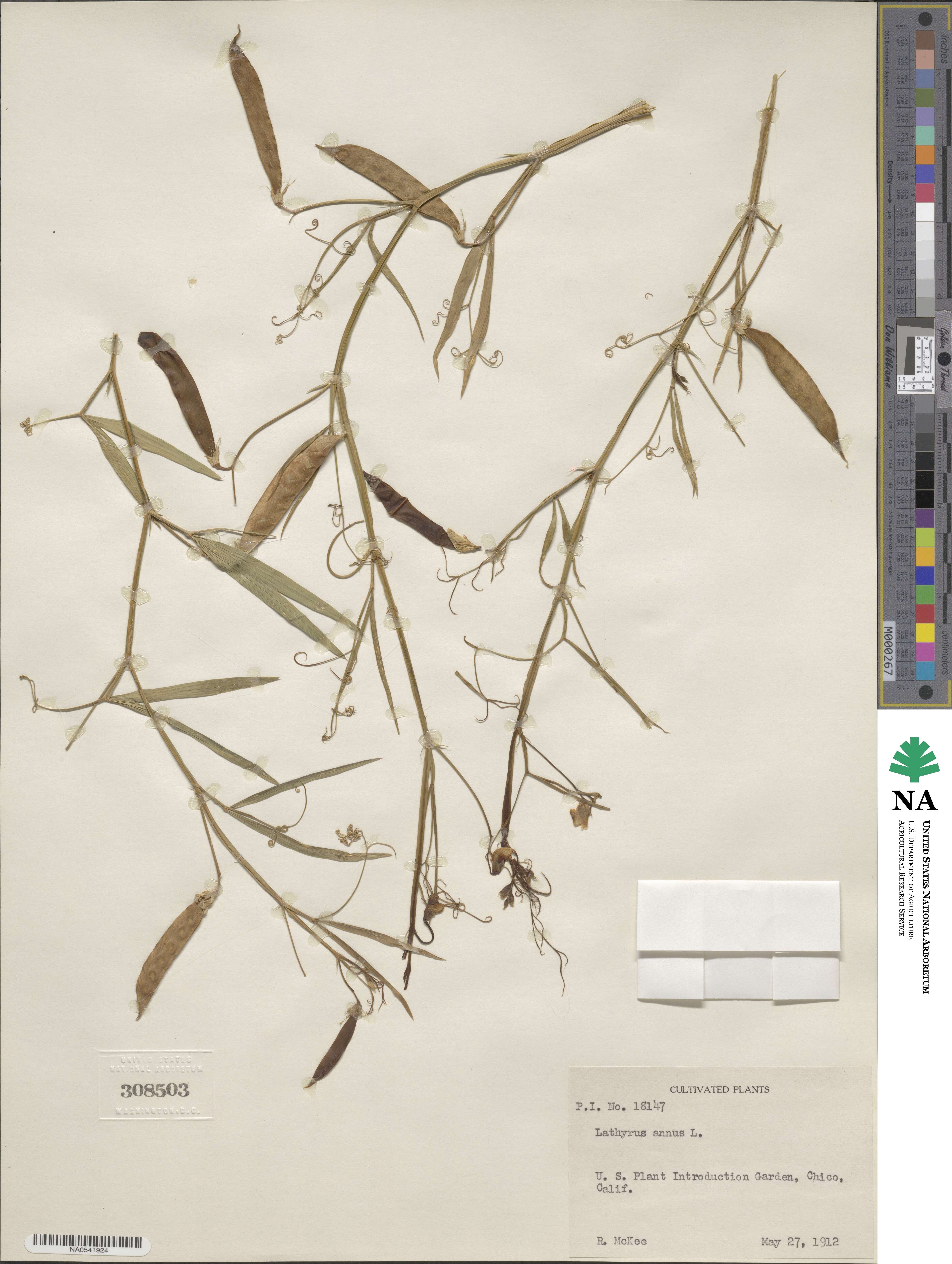 Lathyrus annuus image
