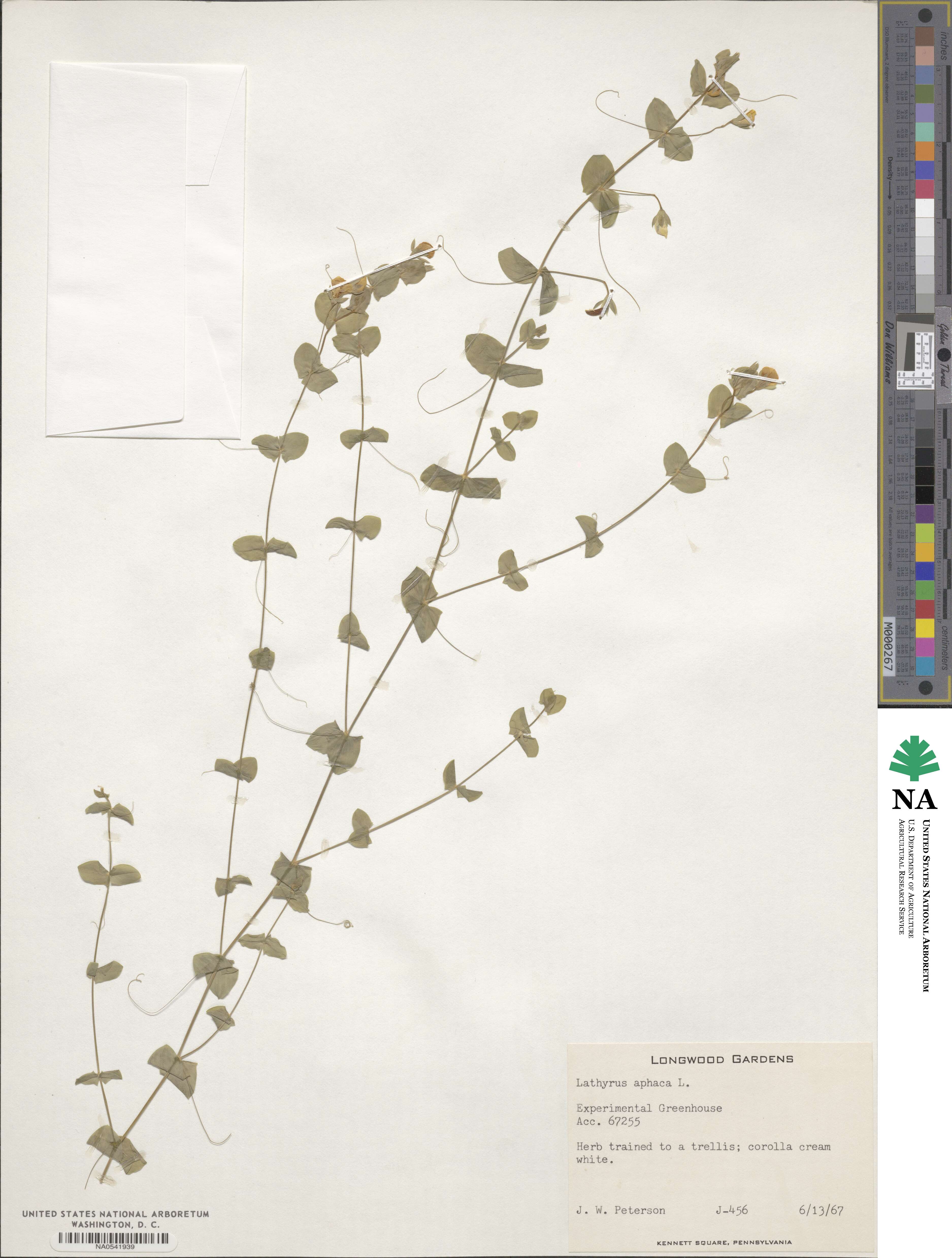 Lathyrus aphaca image