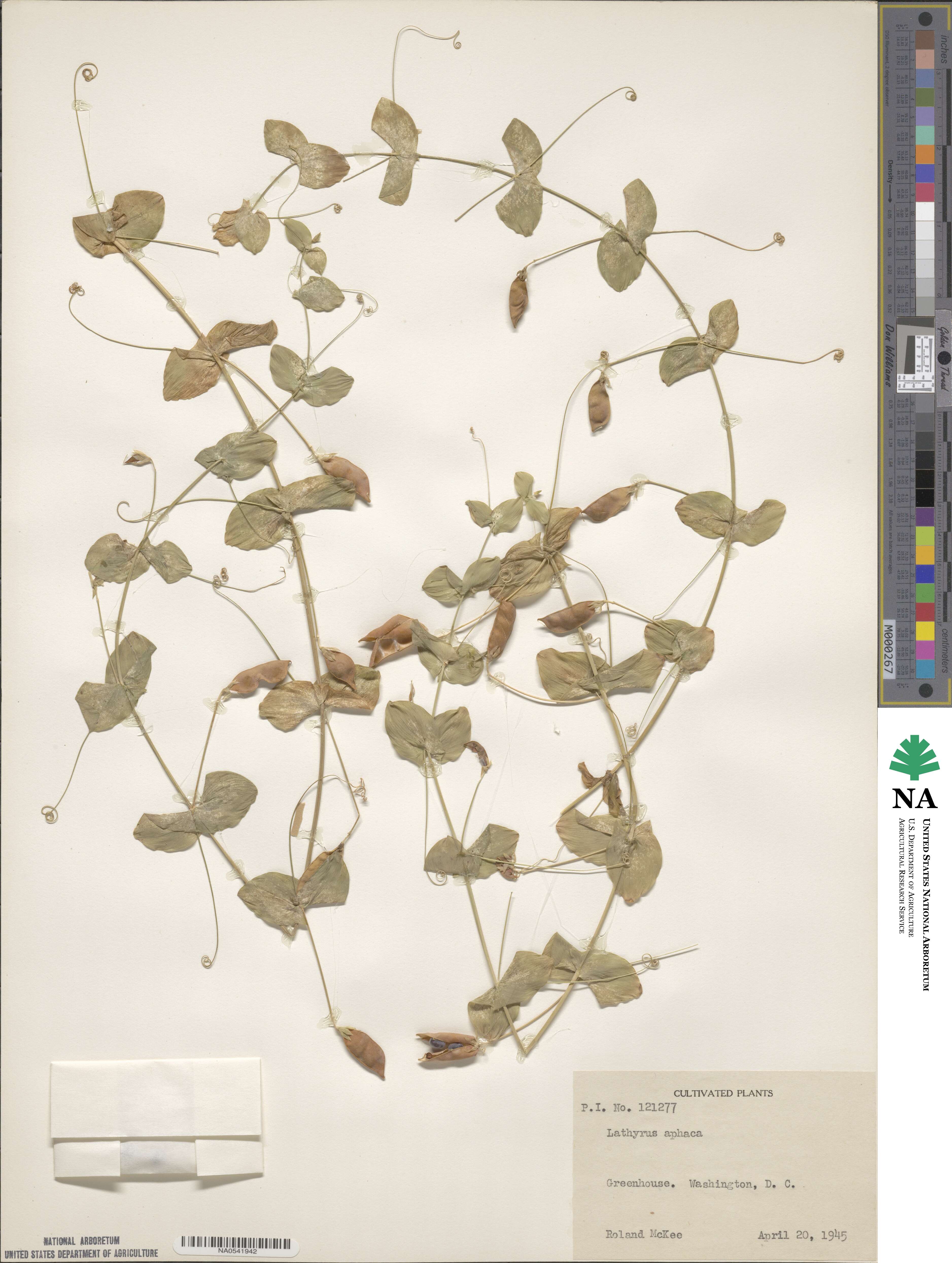 Lathyrus aphaca image