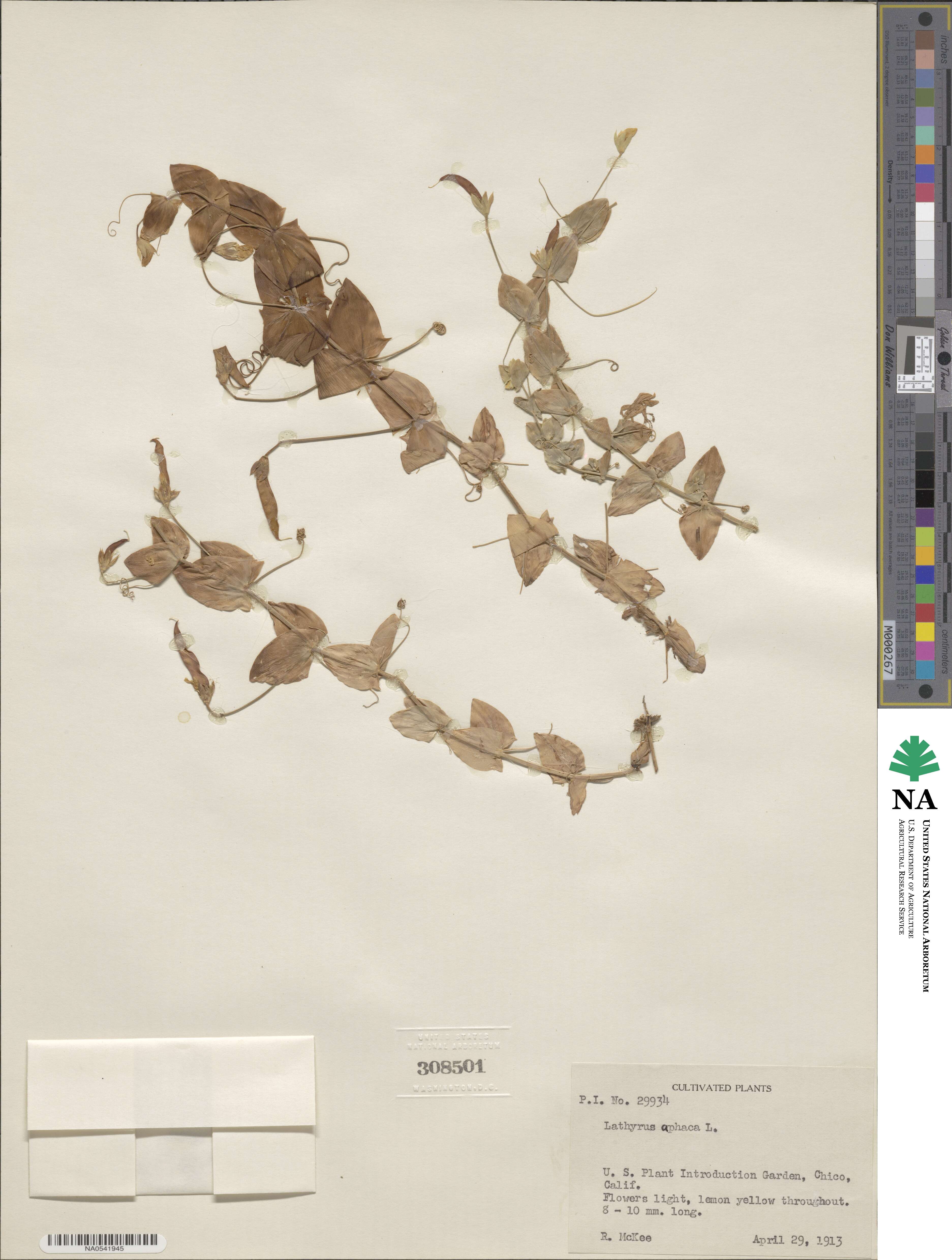 Lathyrus aphaca image