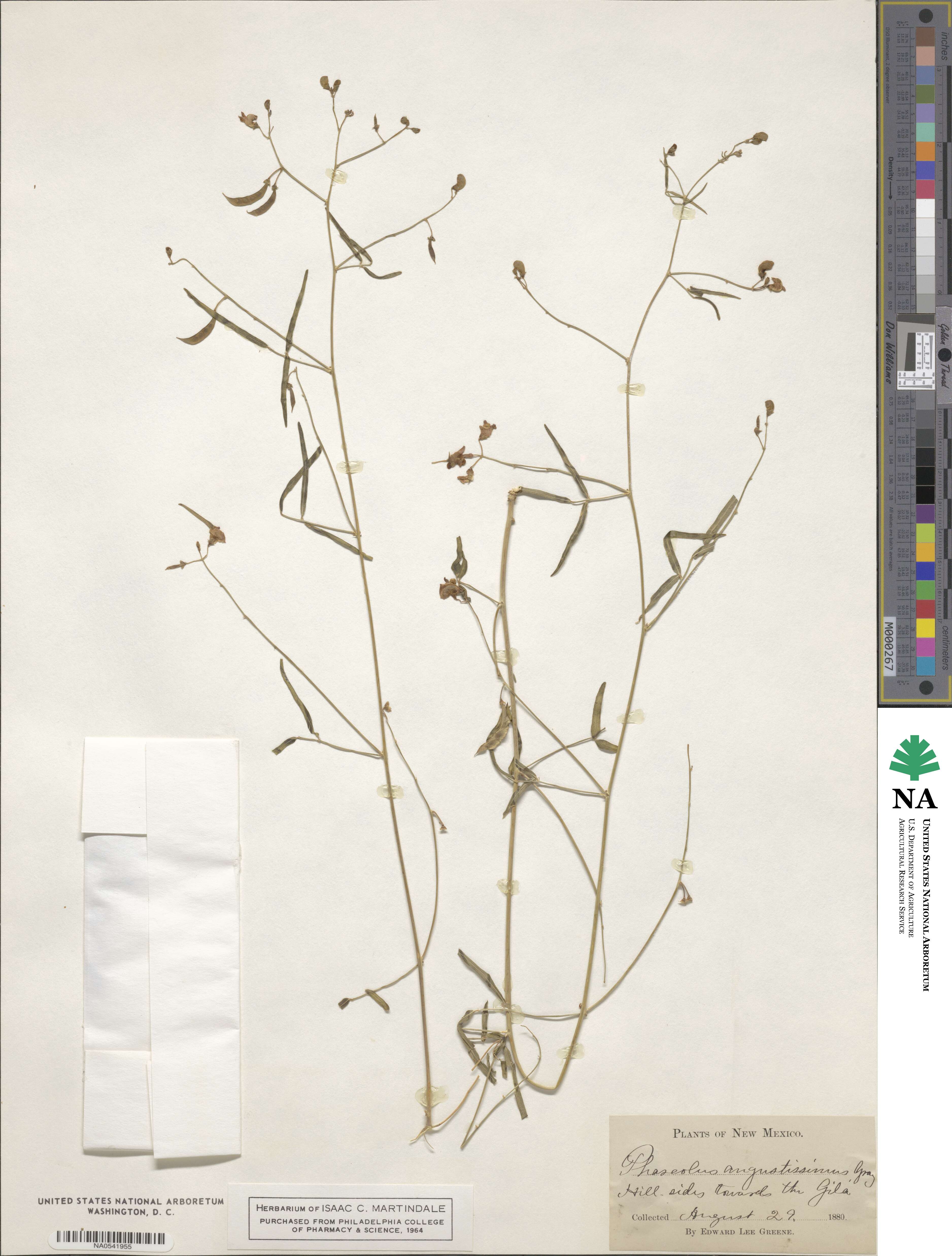 Phaseolus angustissimus image