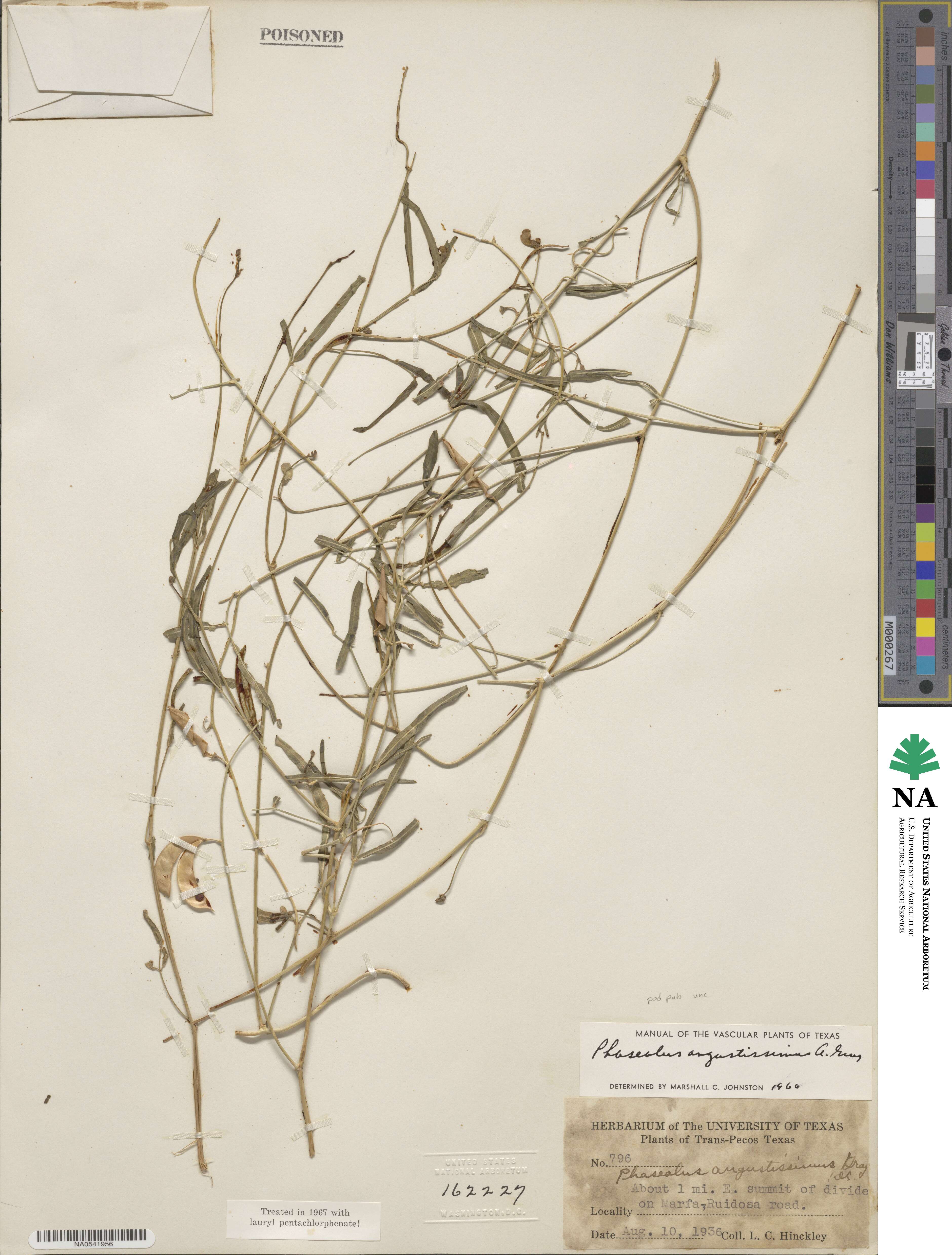 Phaseolus angustissimus image
