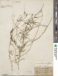 Phaseolus angustissimus image