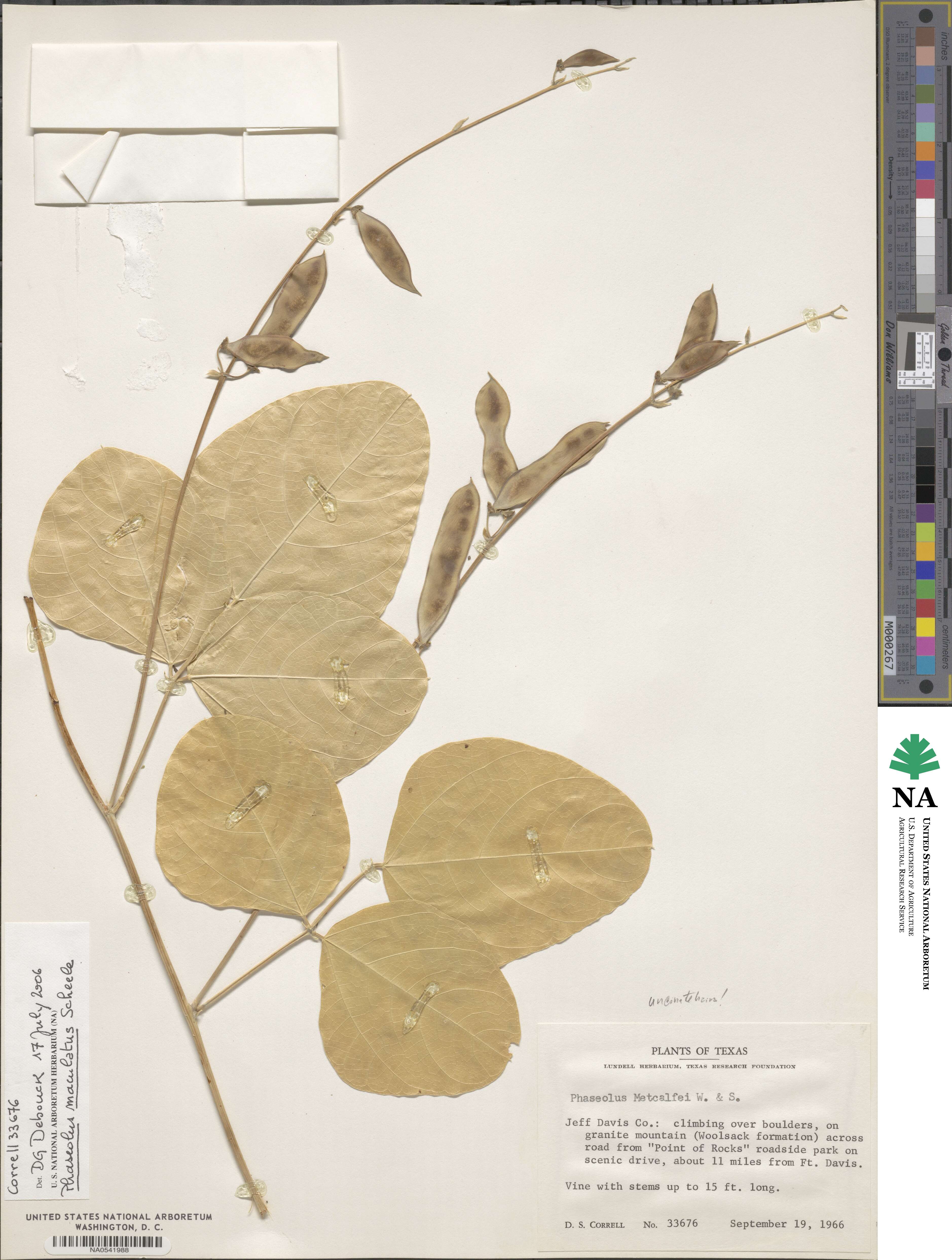 Phaseolus maculatus subsp. maculatus image