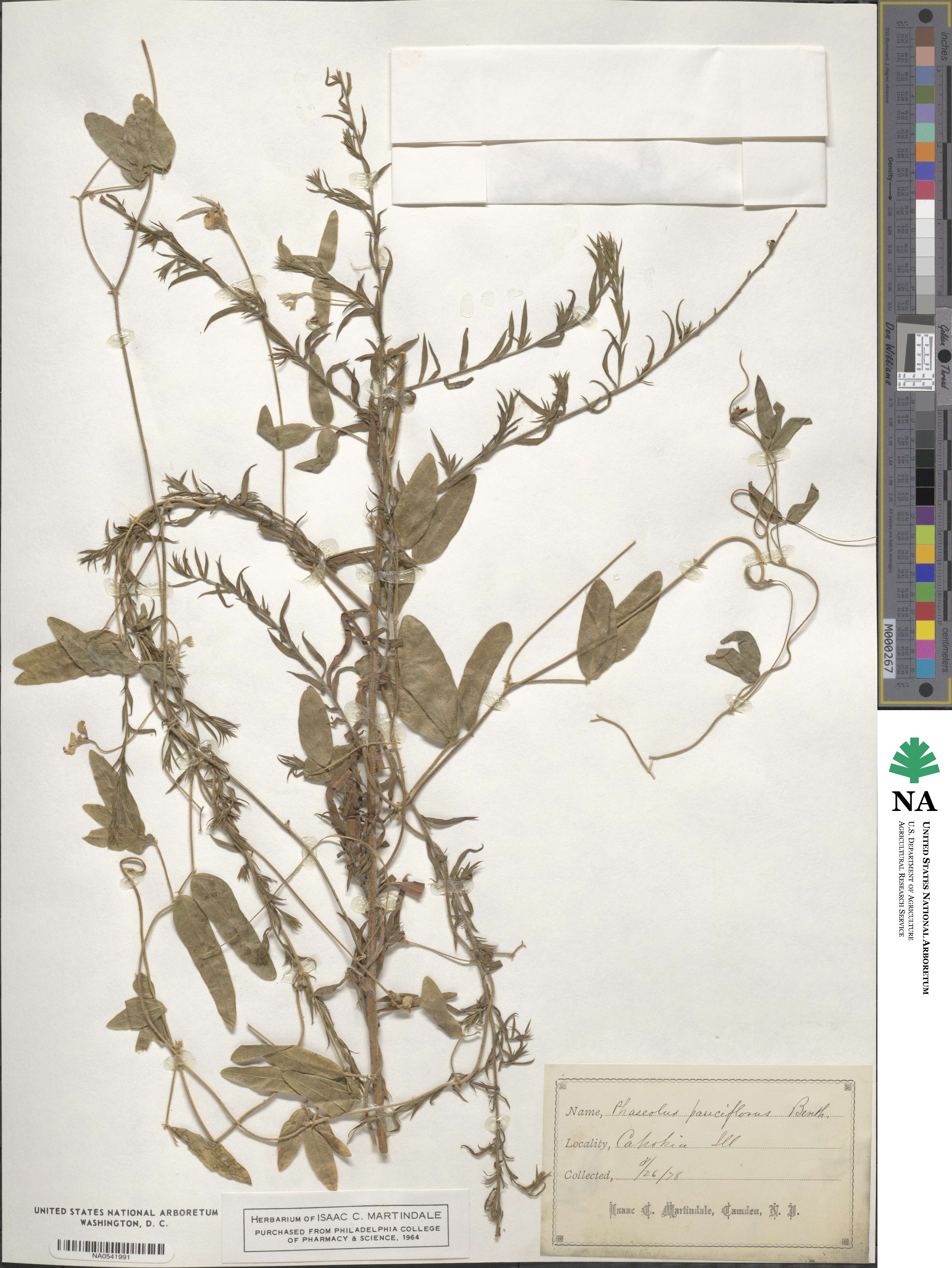 Phaseolus pauciflorus image