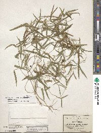 Phaseolus multiflorus image