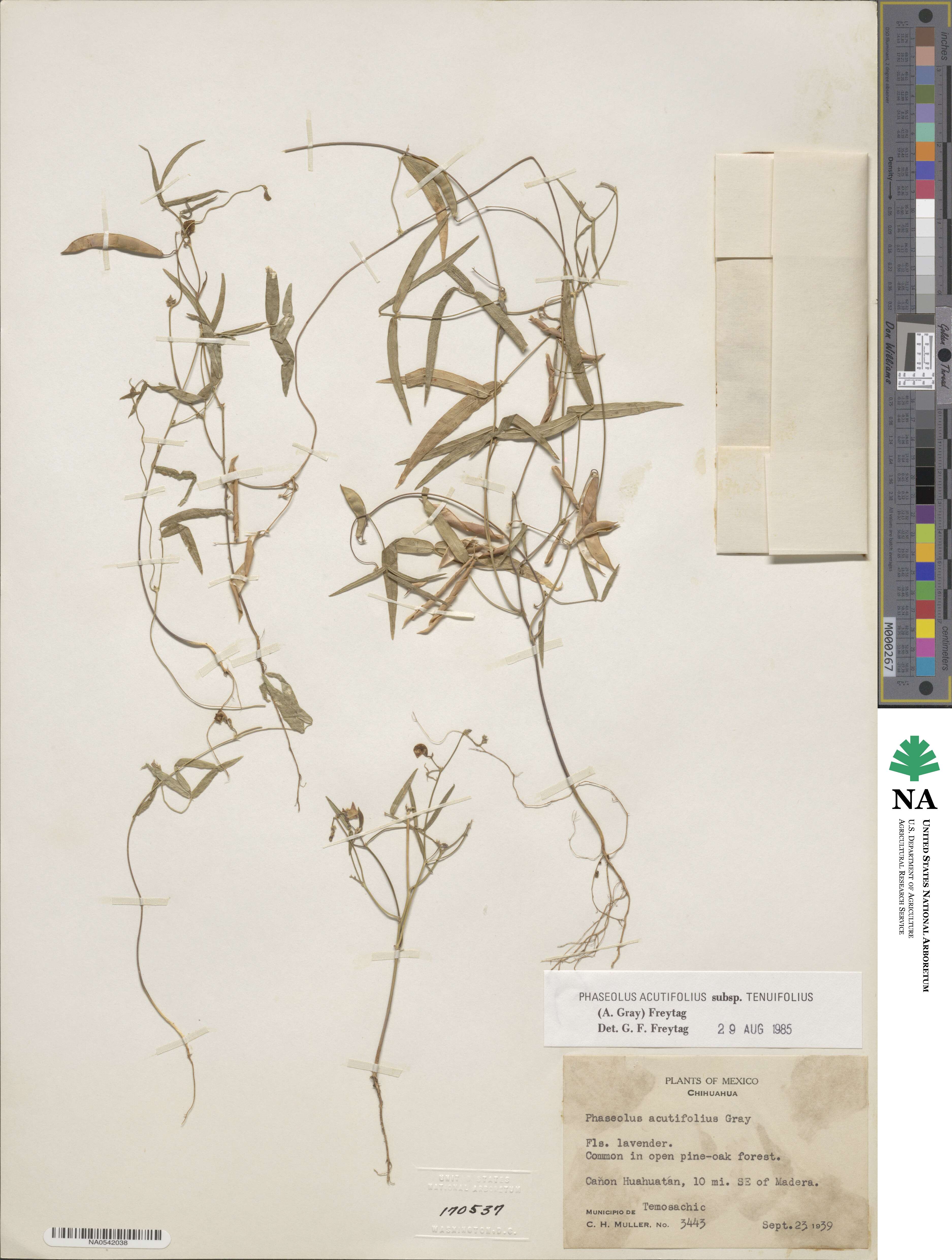 Phaseolus acutifolius var. tenuifolius image