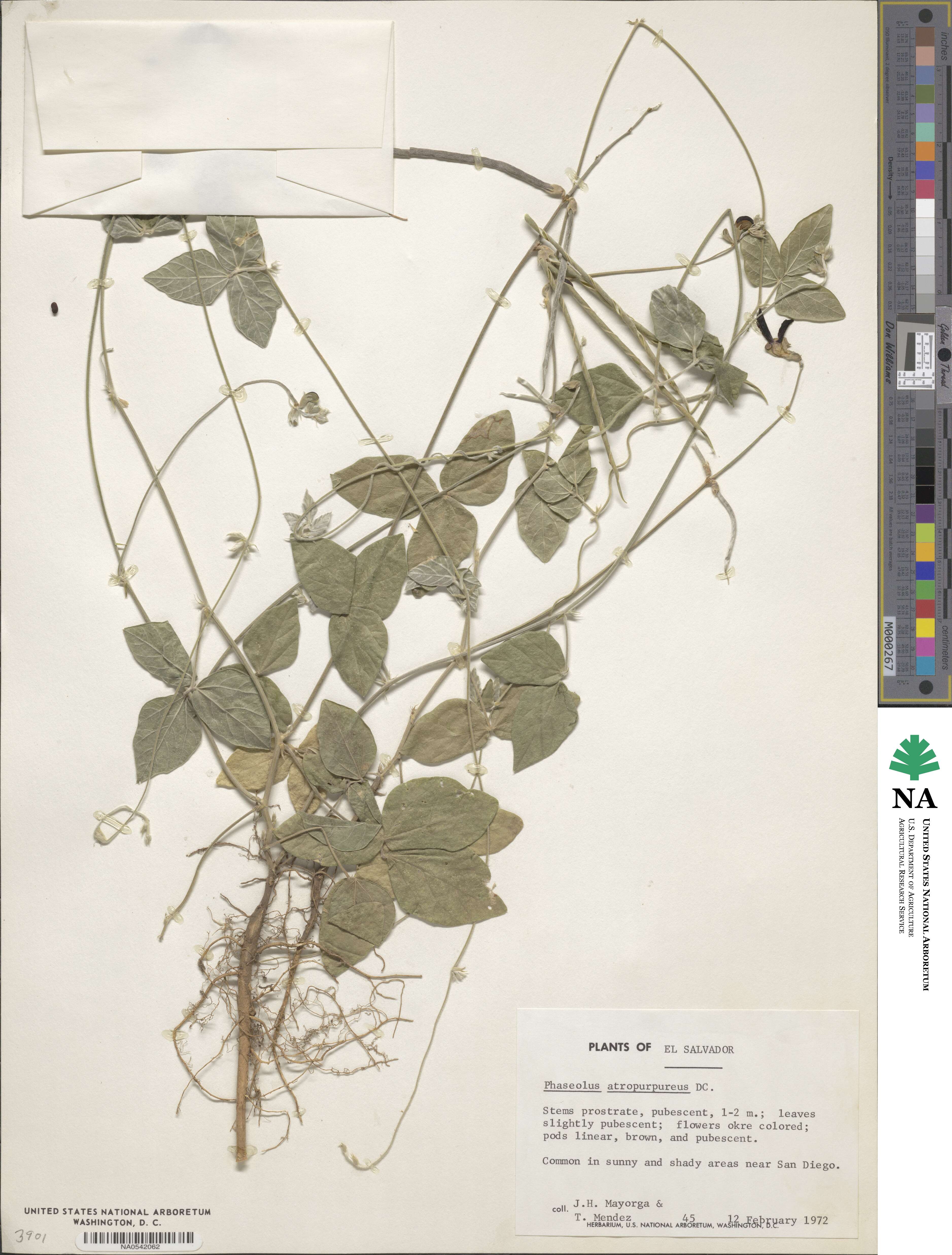 Macroptilium atropurpureum image