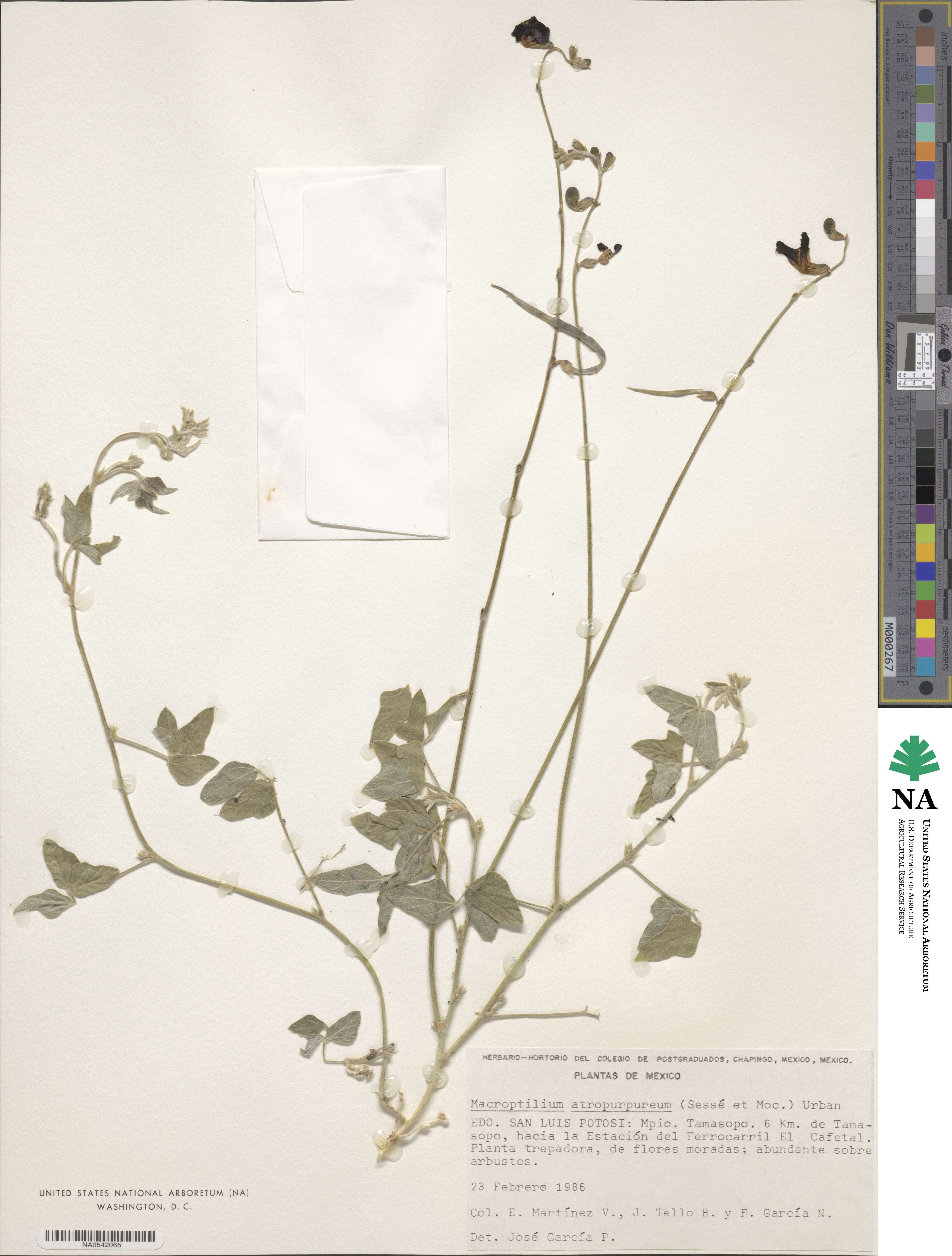 Macroptilium atropurpureum image