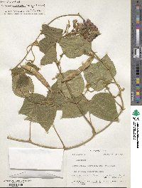 Phaseolus costaricensis image
