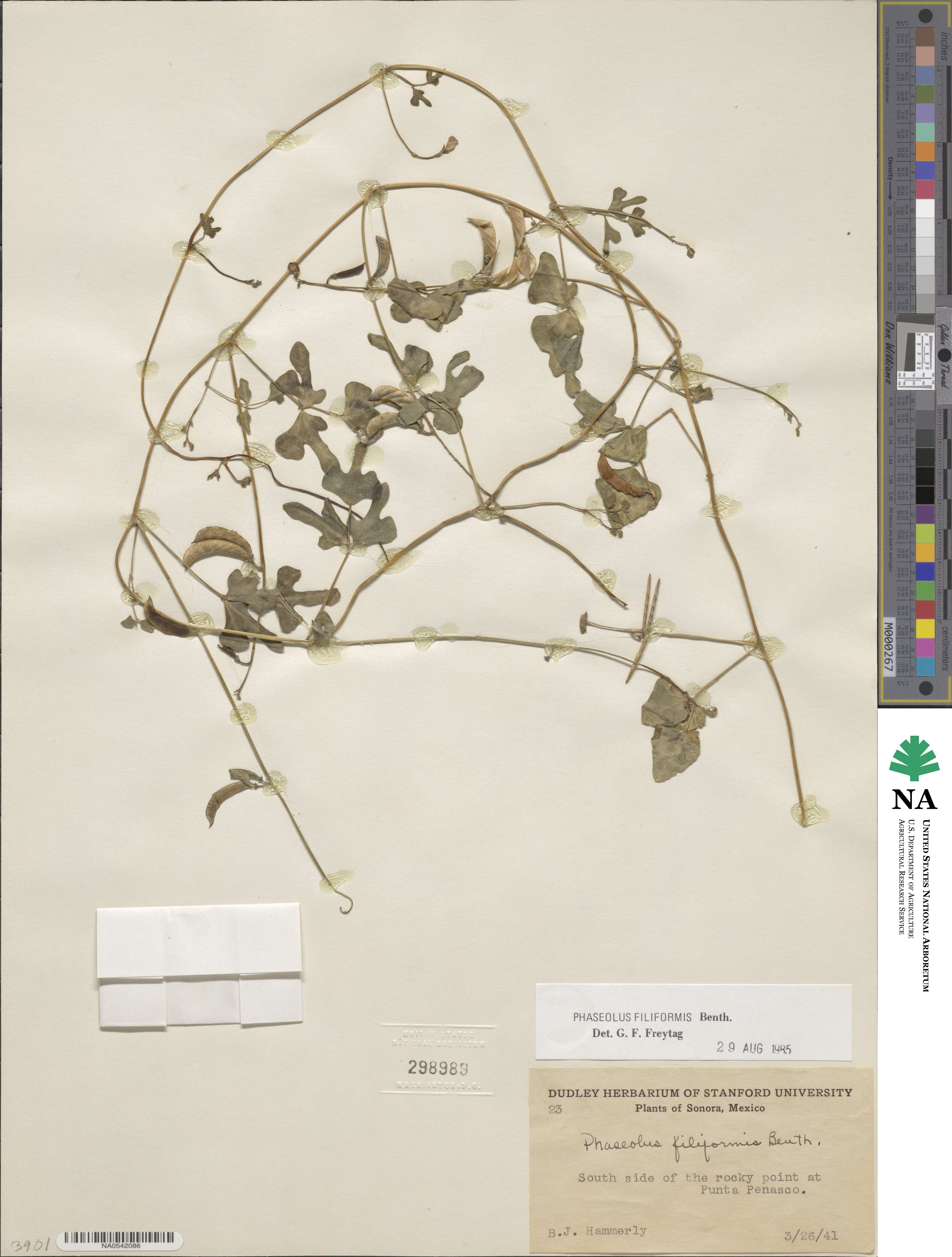 Phaseolus filiformis image