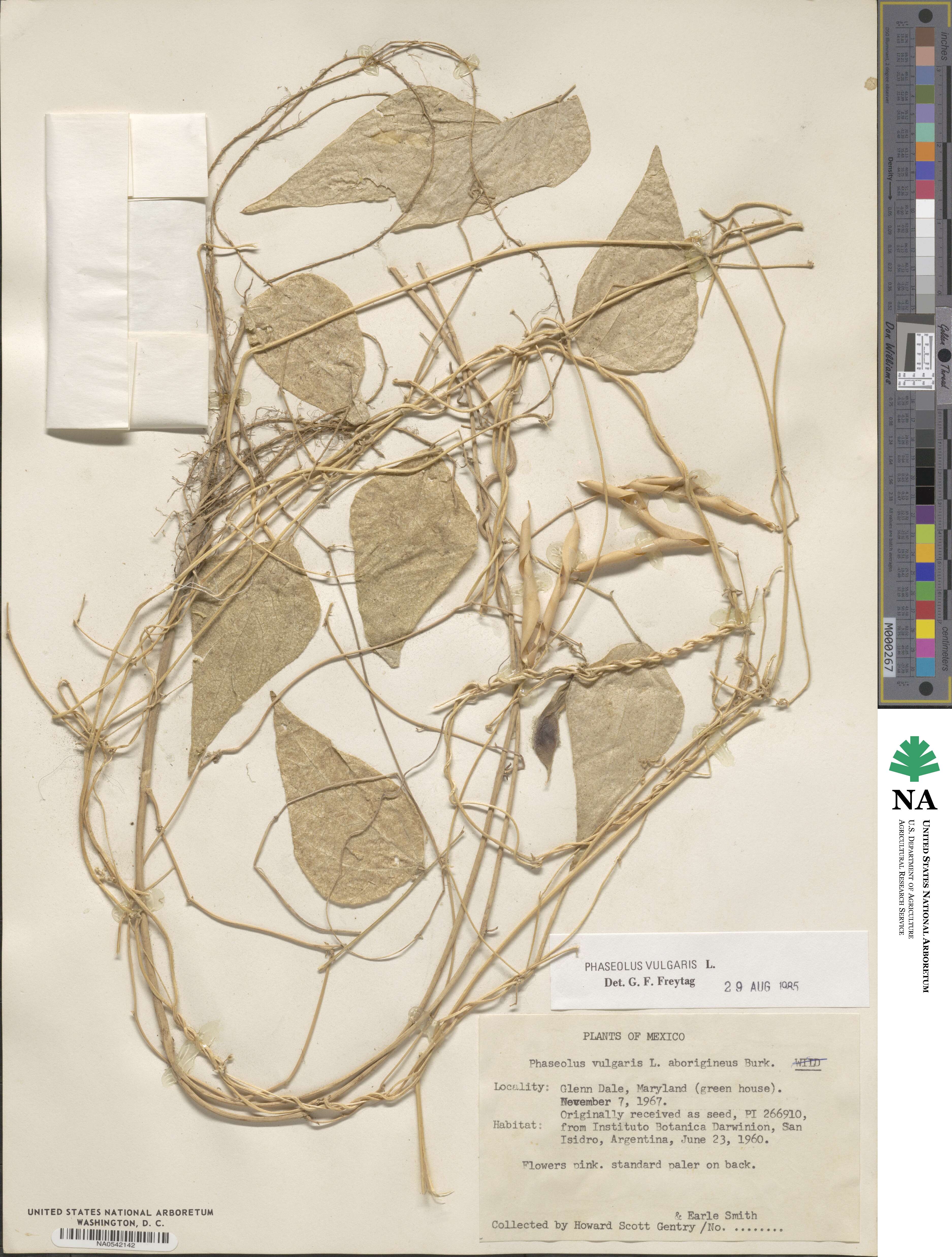 Phaseolus vulgaris image