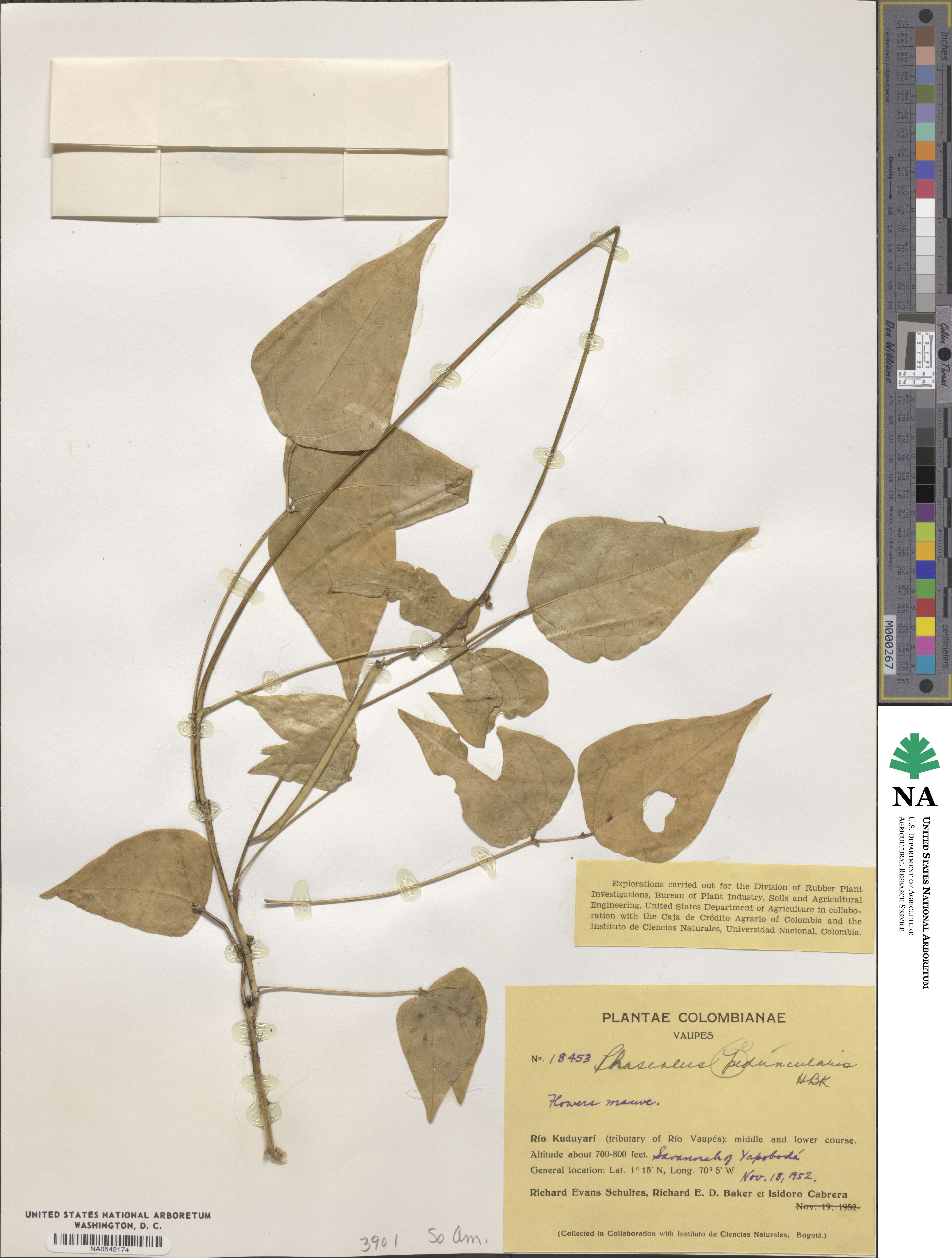 Phaseolus peduncularis image