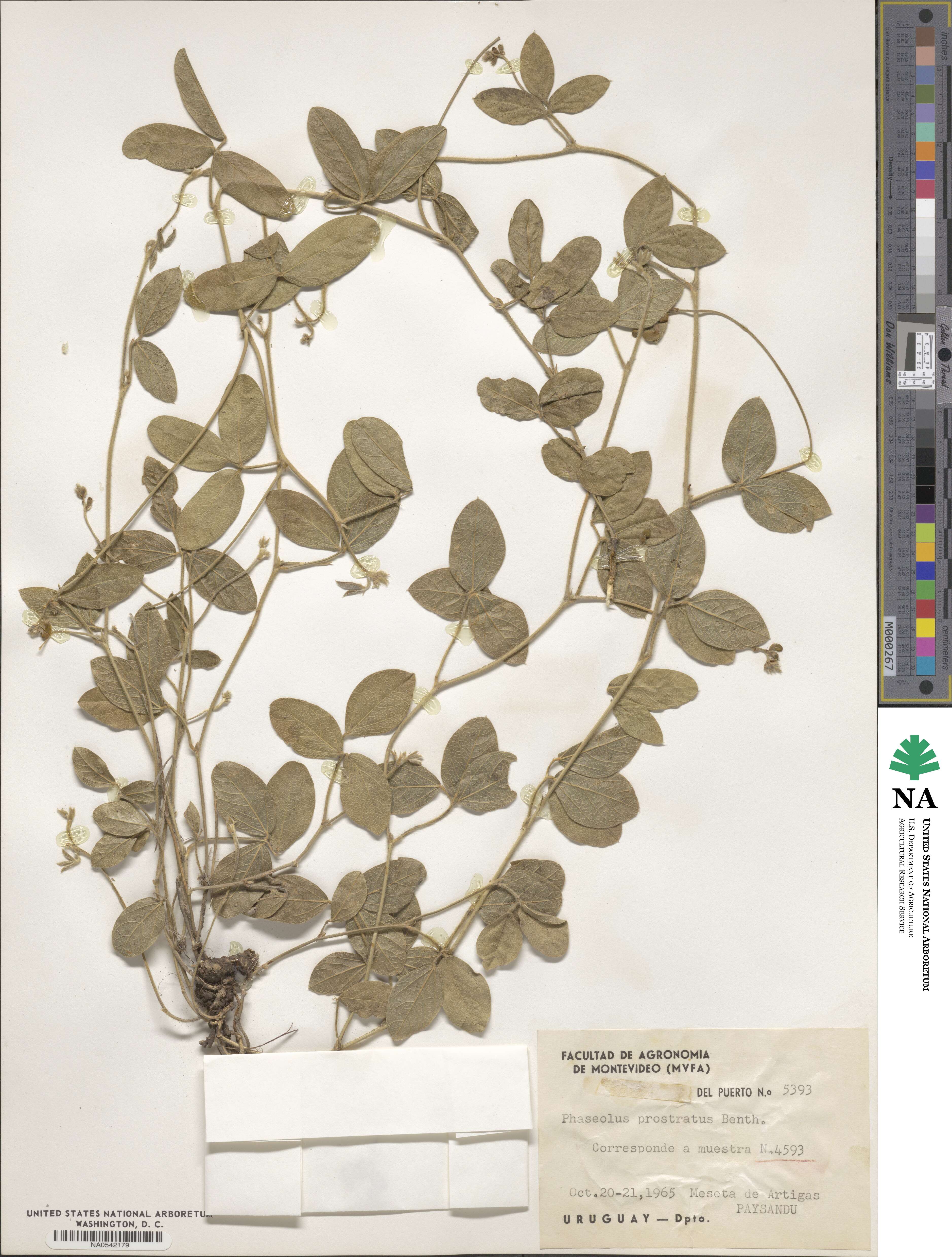 Macroptilium prostratum image