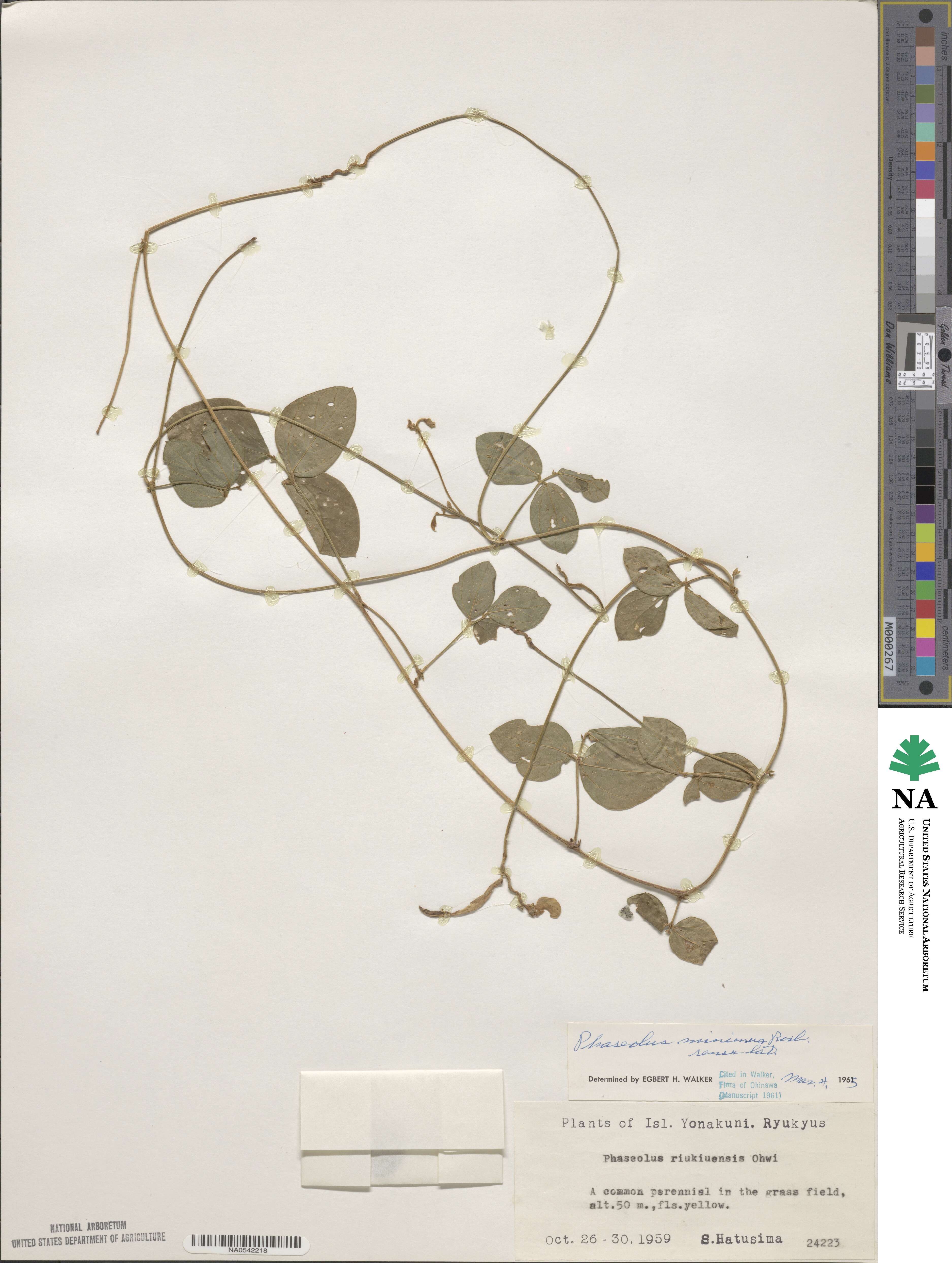 Vigna minima image