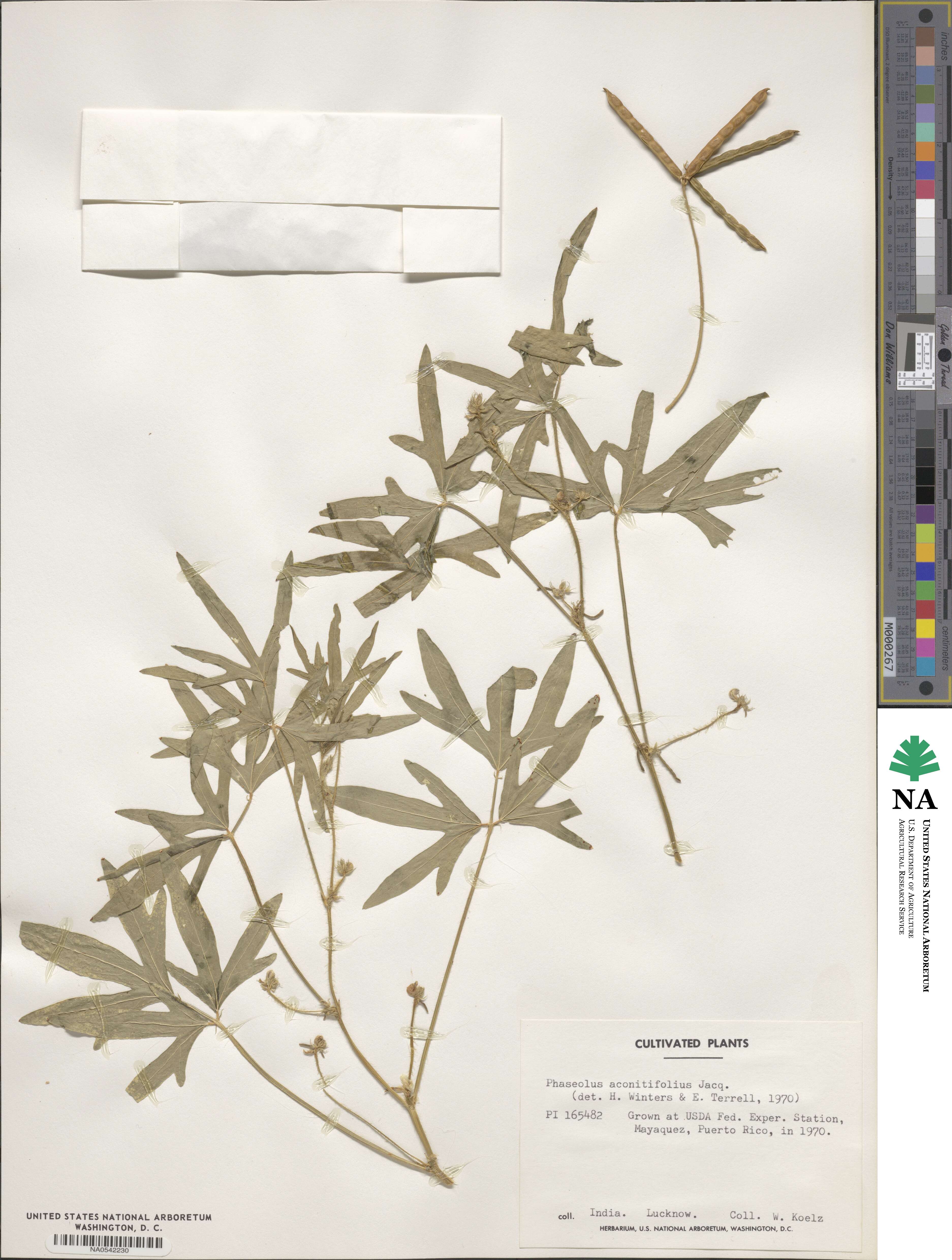 Phaseolus aconitifolius image