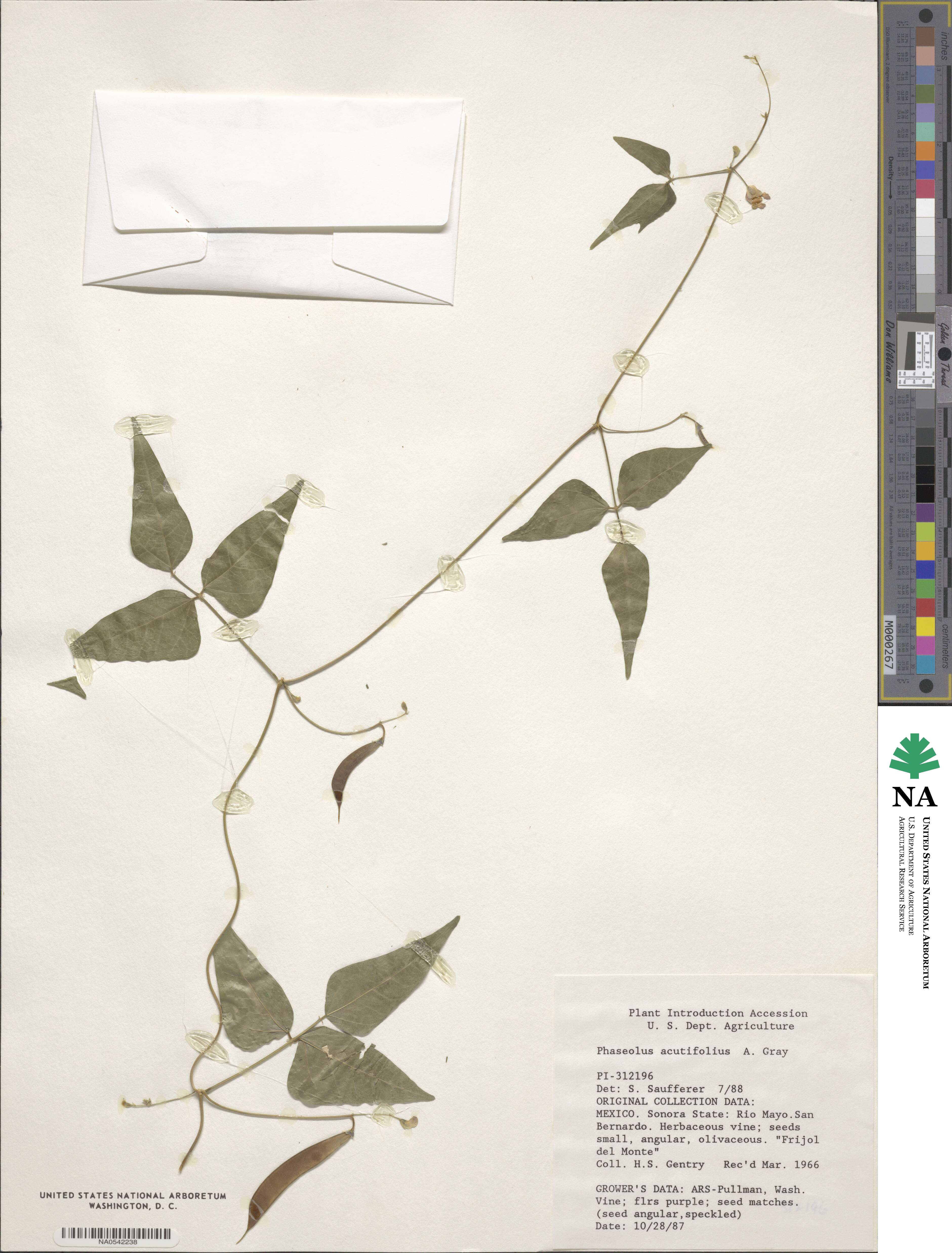 Phaseolus acutifolius image
