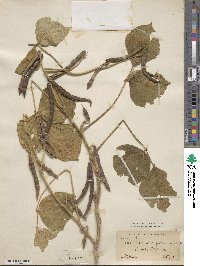 Vigna angularis image