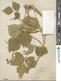 Vigna angularis image