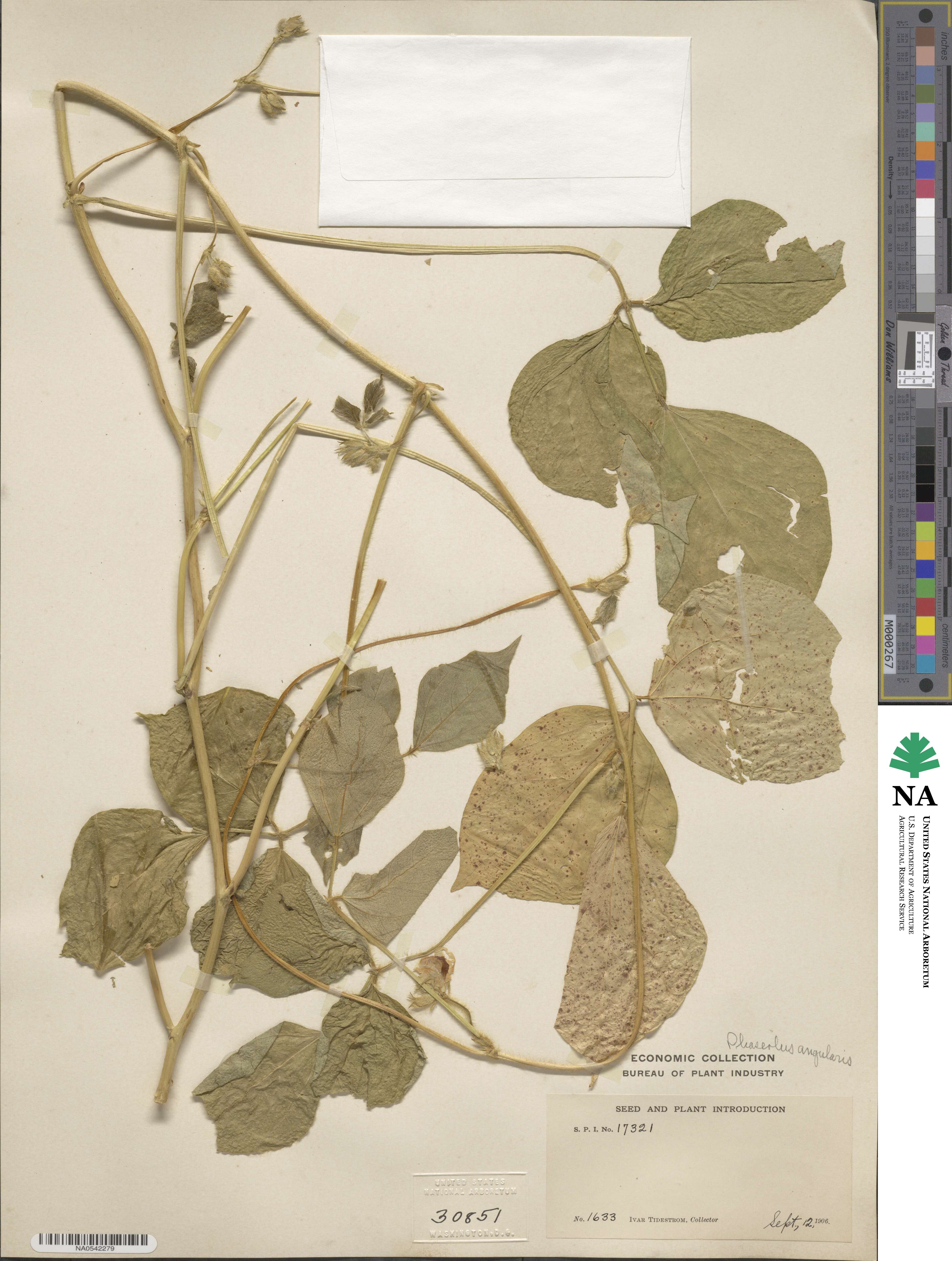 Vigna angularis image