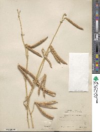 Vigna angularis image