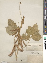 Vigna angularis image