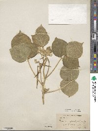 Vigna angularis image