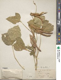 Vigna angularis image