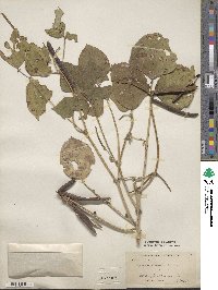 Vigna angularis image