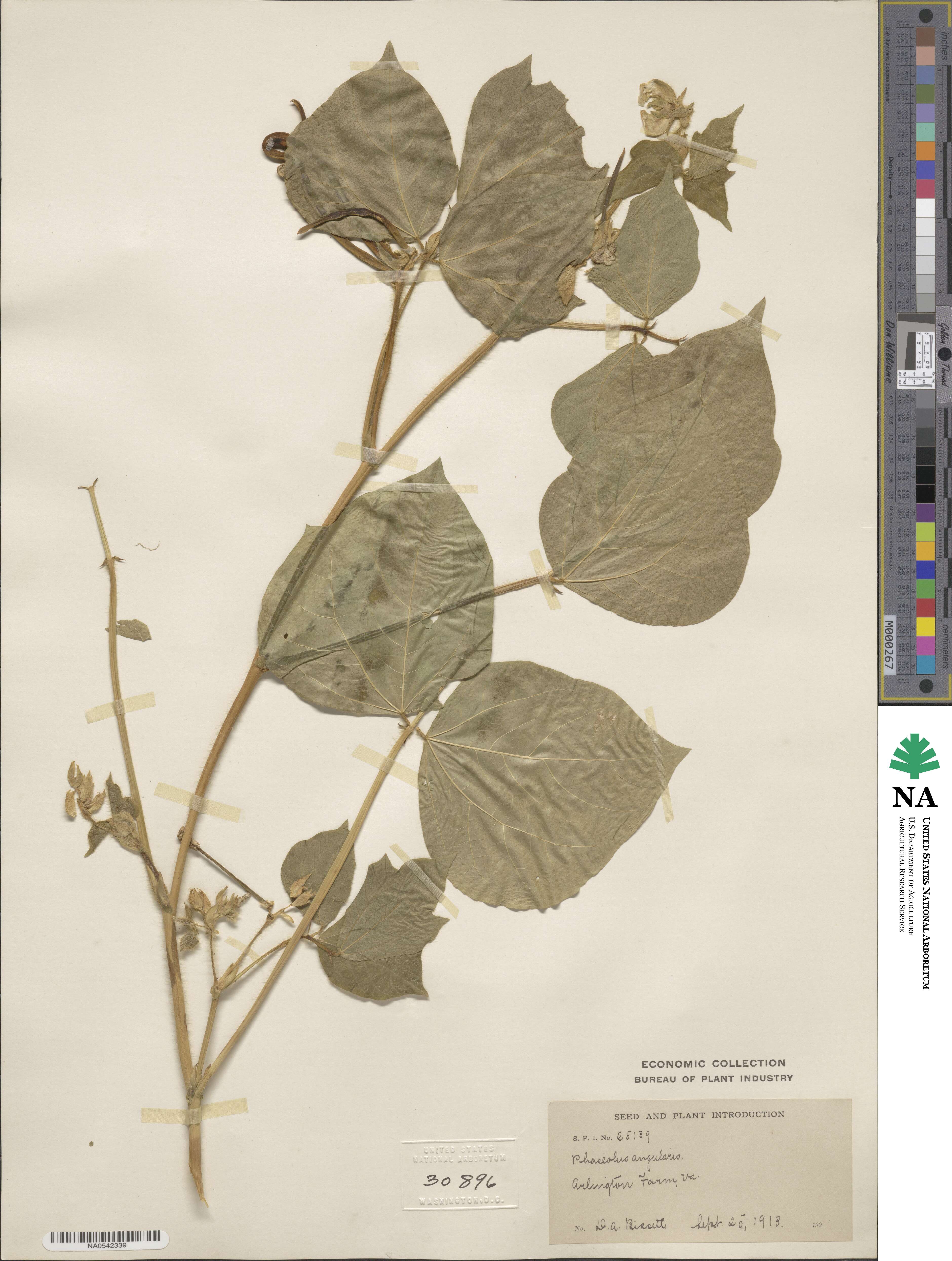 Vigna angularis image