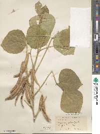 Vigna angularis image