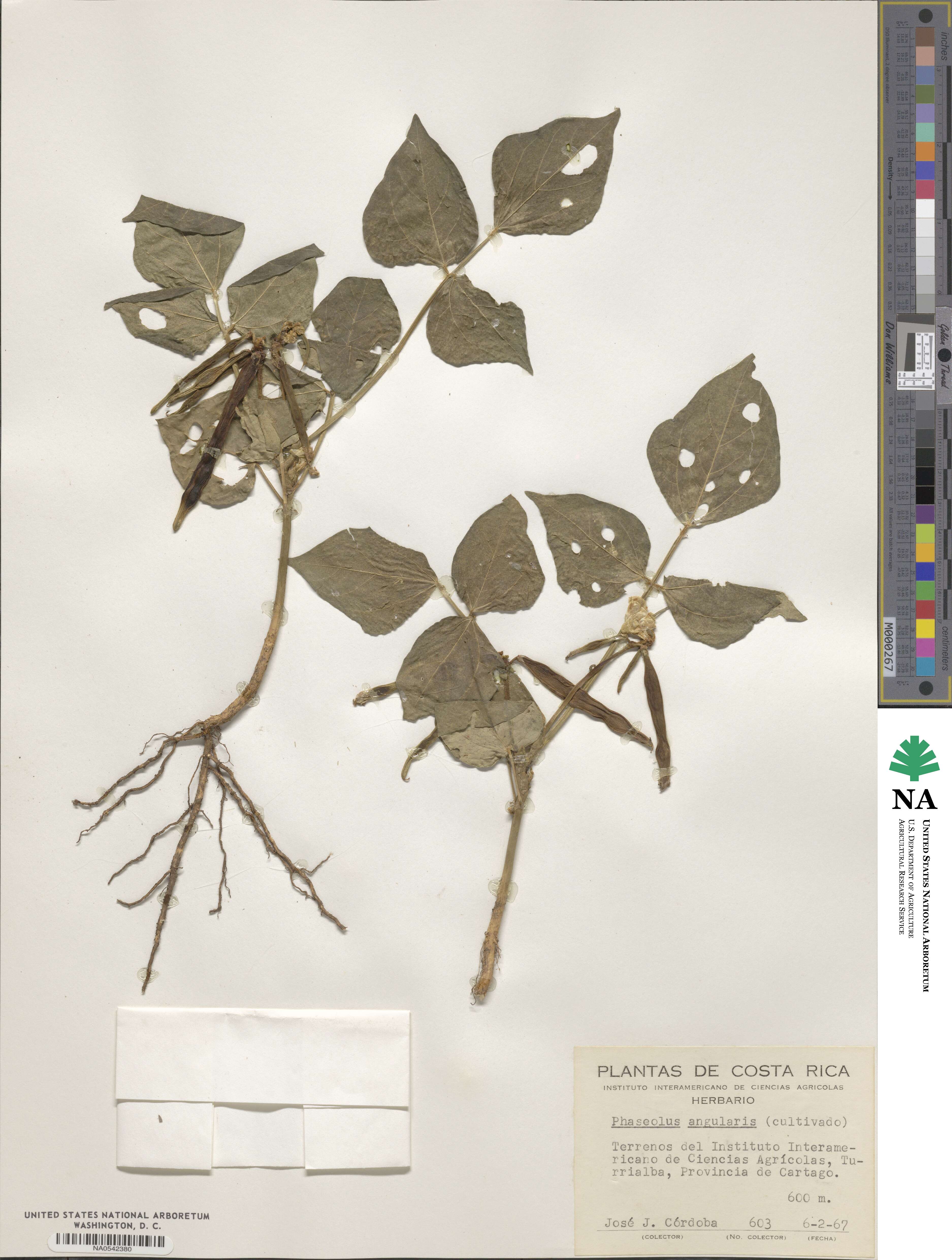 Vigna angularis image