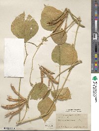 Vigna angularis image