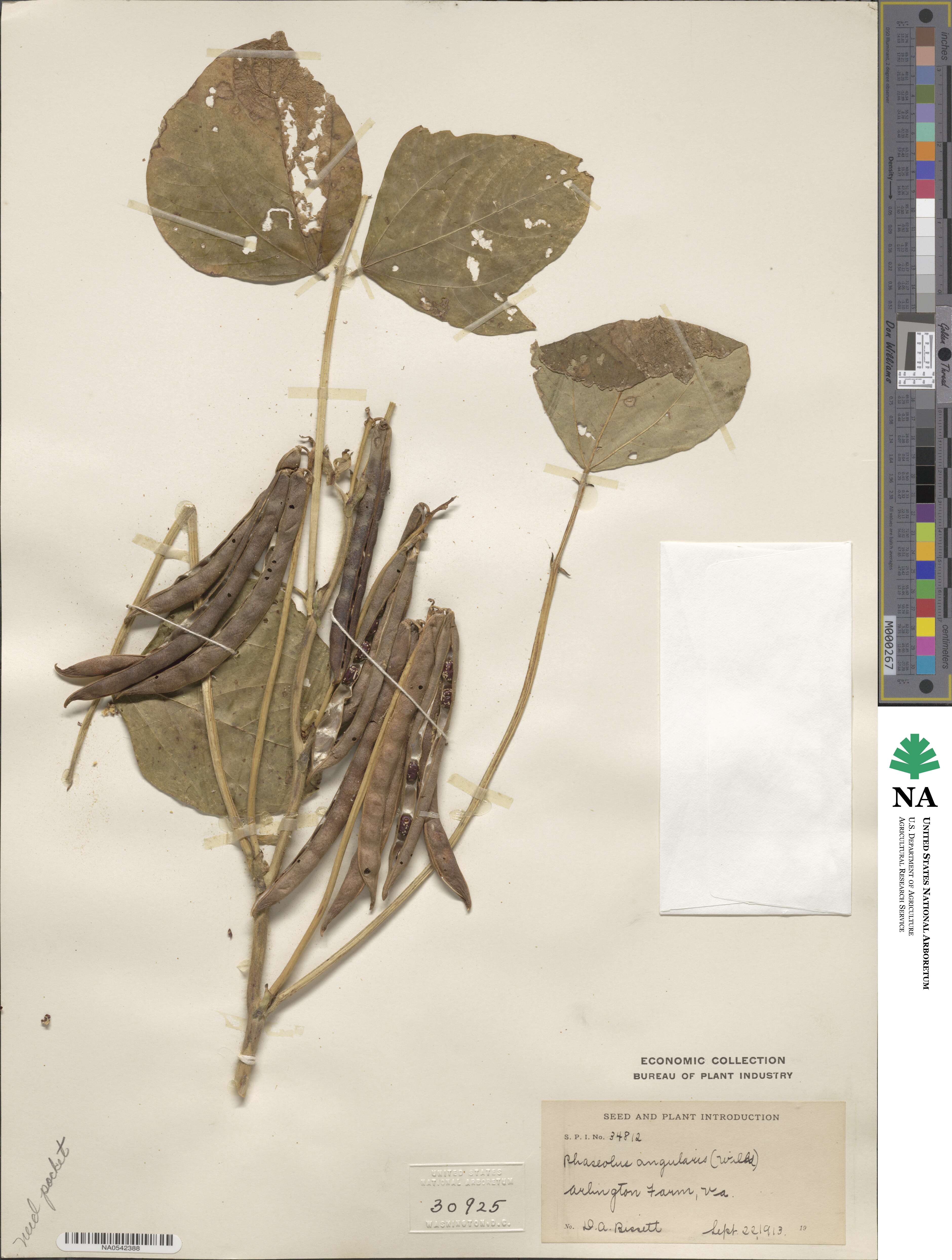 Vigna angularis image