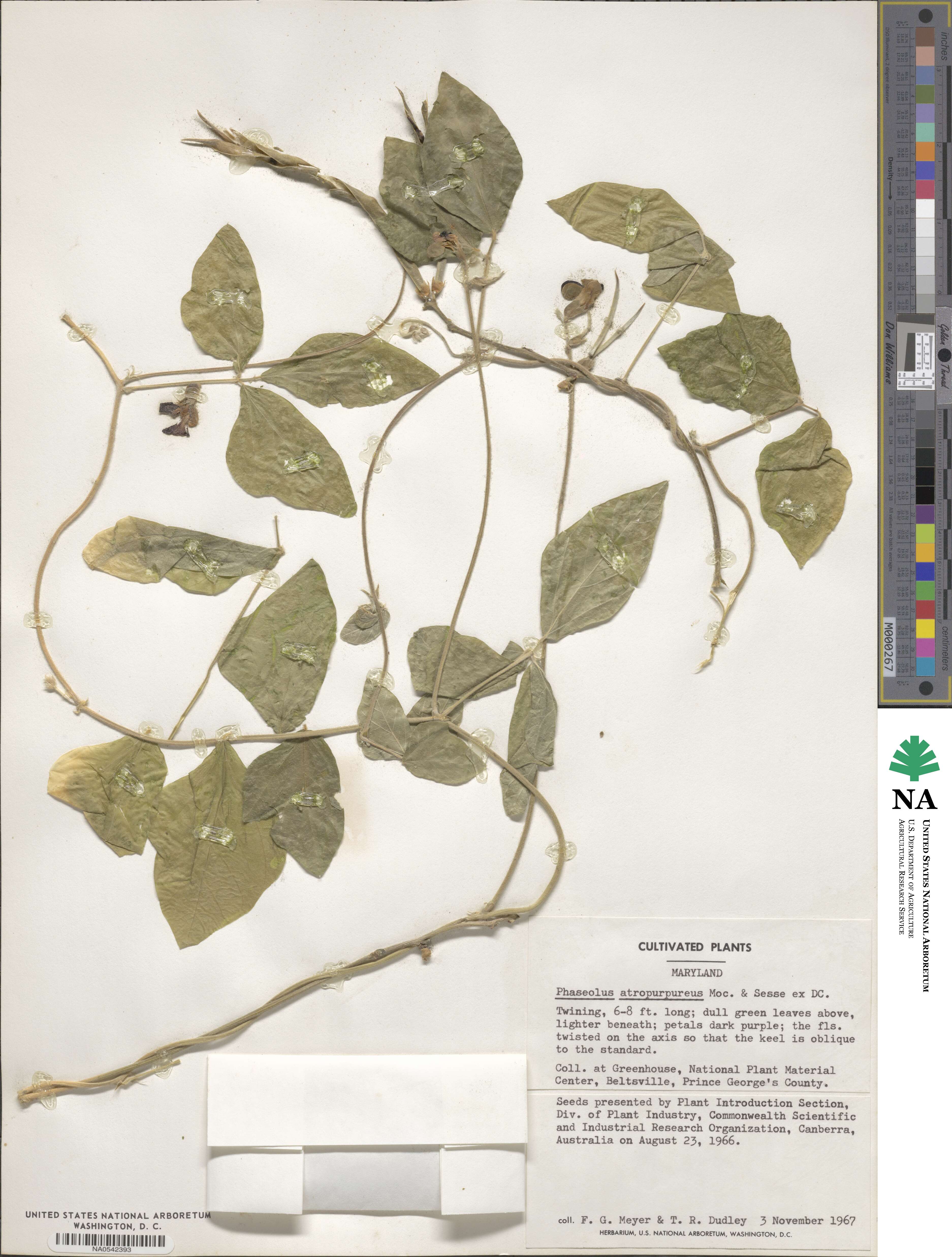 Macroptilium atropurpureum image