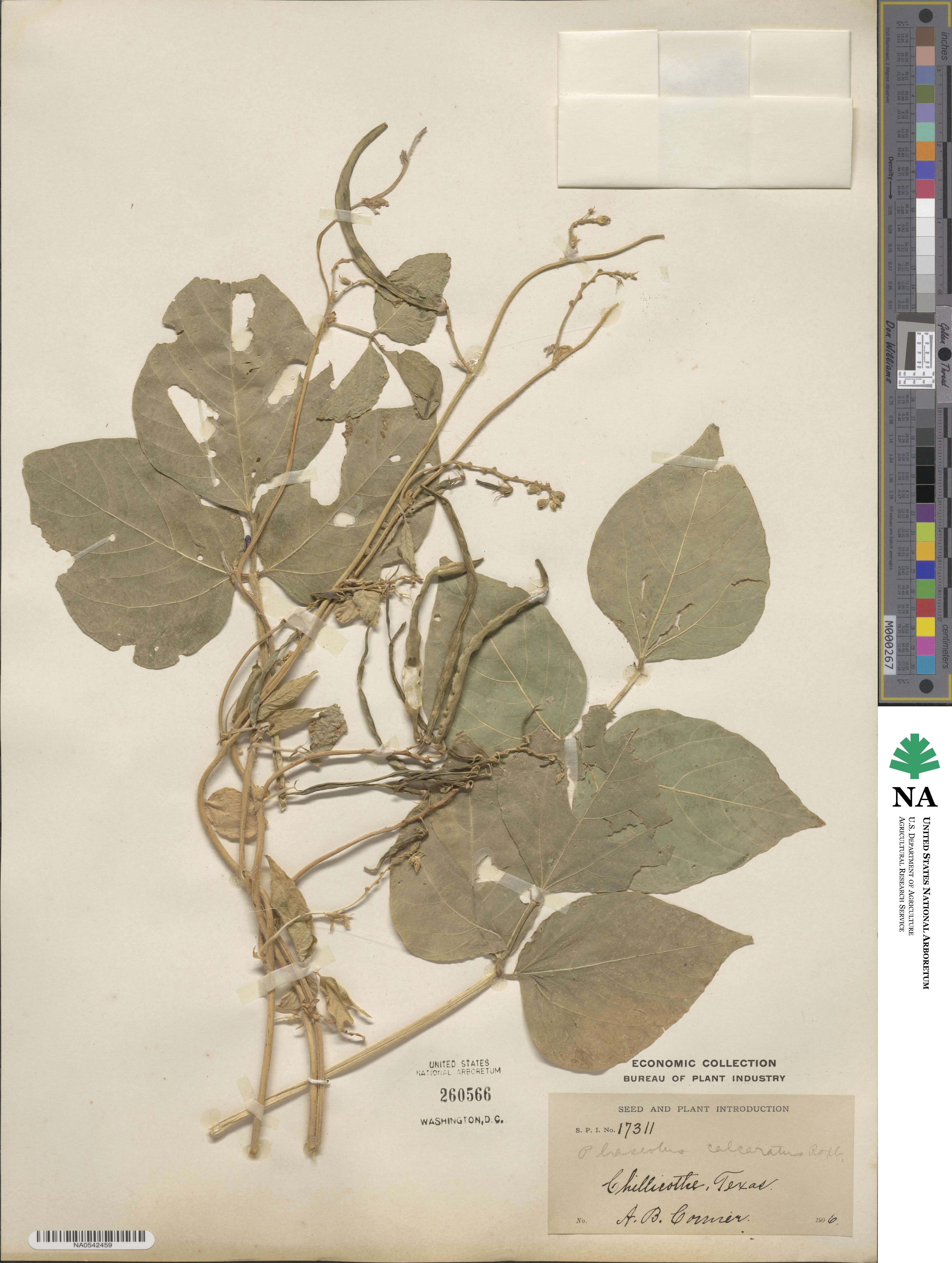 Vigna umbellata image