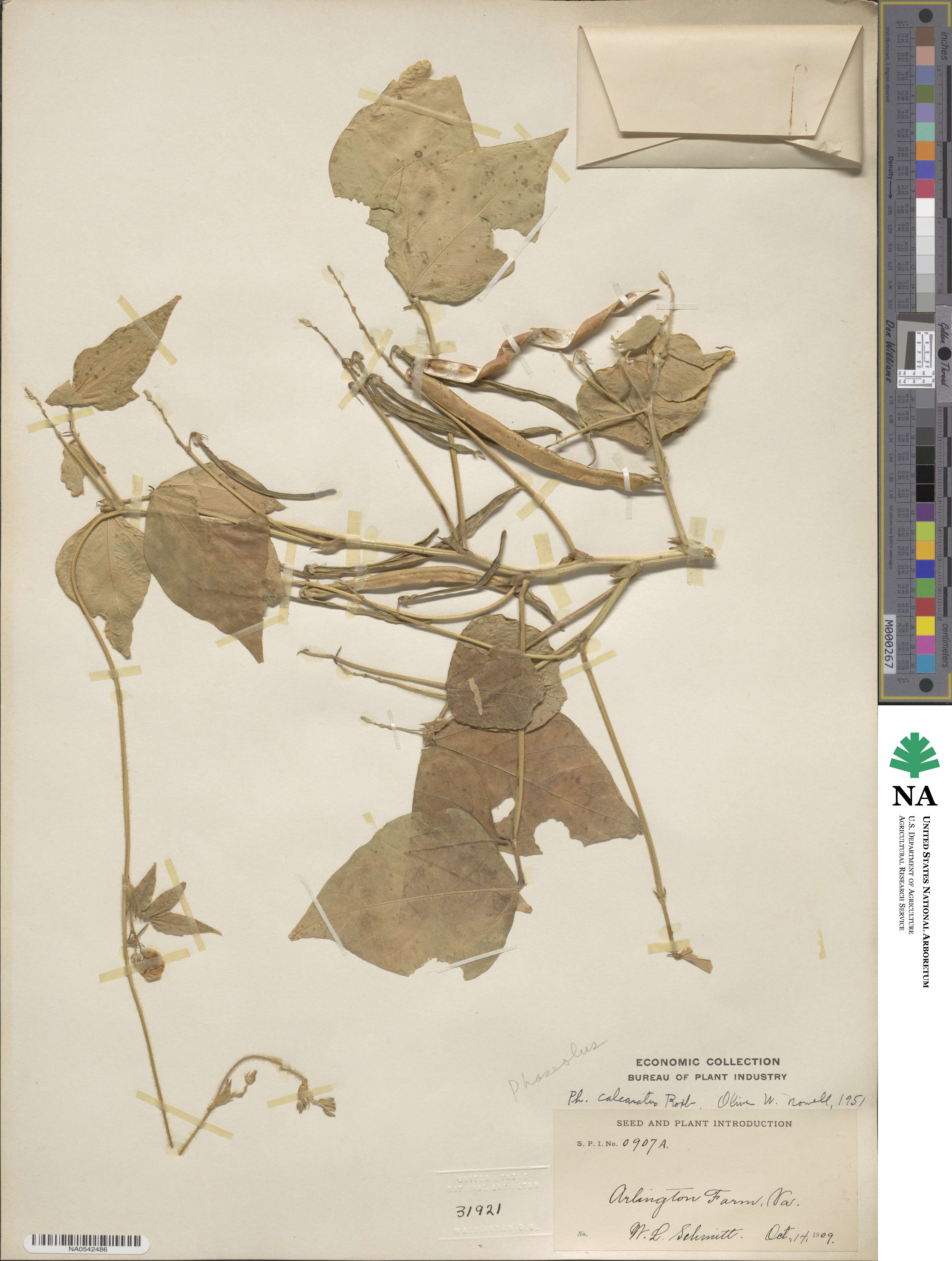 Vigna umbellata image