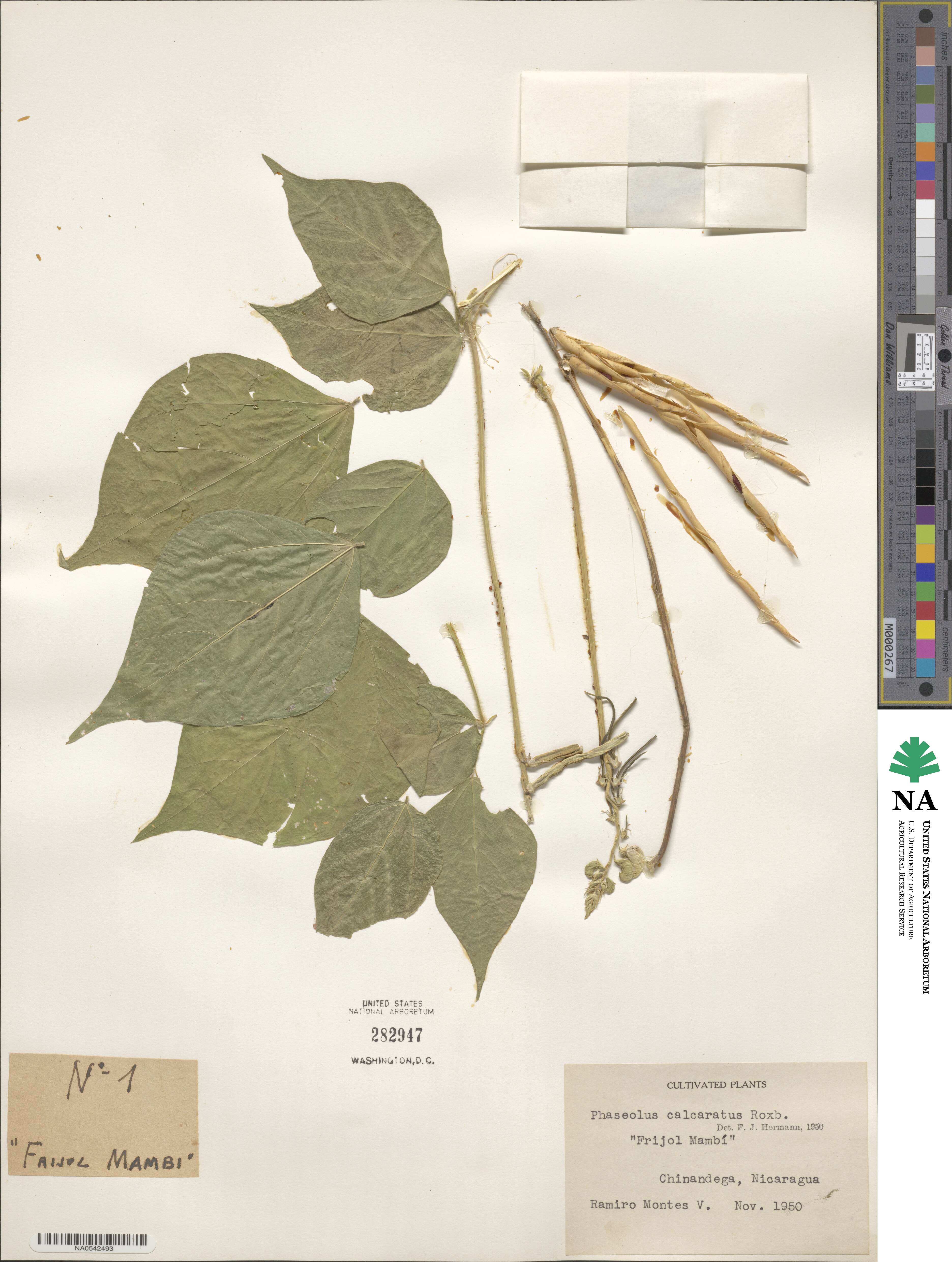 Vigna umbellata image