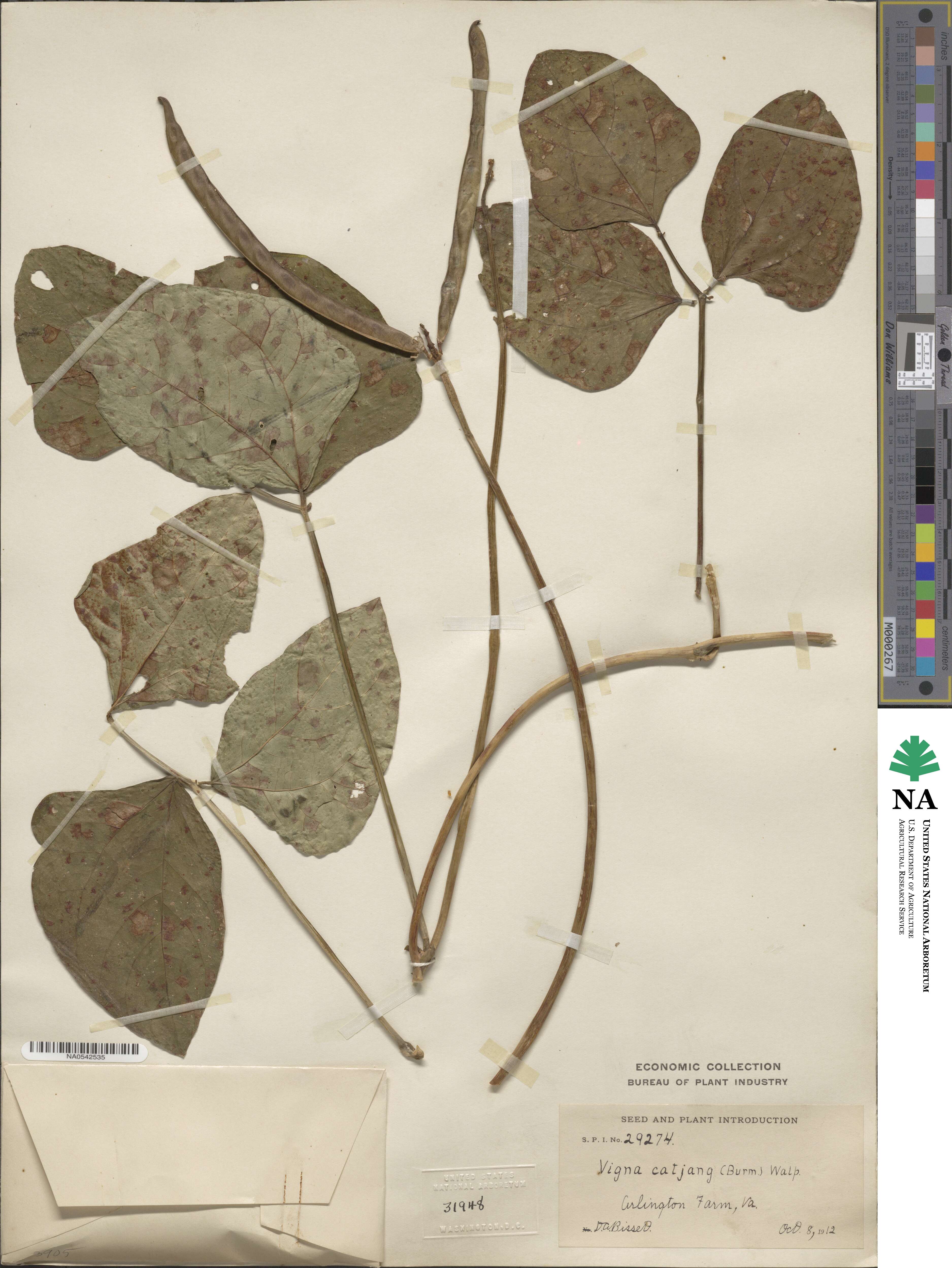 Vigna unguiculata subsp. unguiculata image