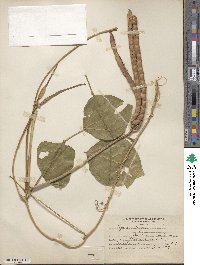 Vigna unguiculata subsp. unguiculata image