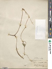 Vigna unguiculata subsp. unguiculata image