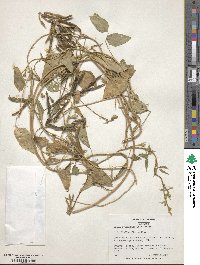 Vigna unguiculata subsp. unguiculata image