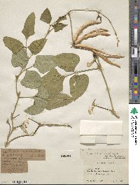 Vigna unguiculata subsp. unguiculata image