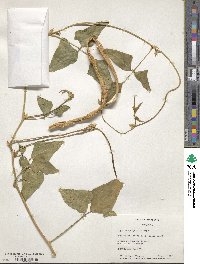 Vigna unguiculata subsp. sesquipedalis image