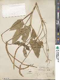 Vigna unguiculata subsp. sesquipedalis image