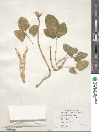 Vigna unguiculata subsp. unguiculata image