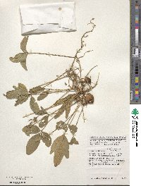 Vigna subterranea image