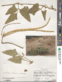 Image of Vigna unguiculata