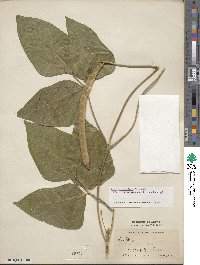 Vigna unguiculata image